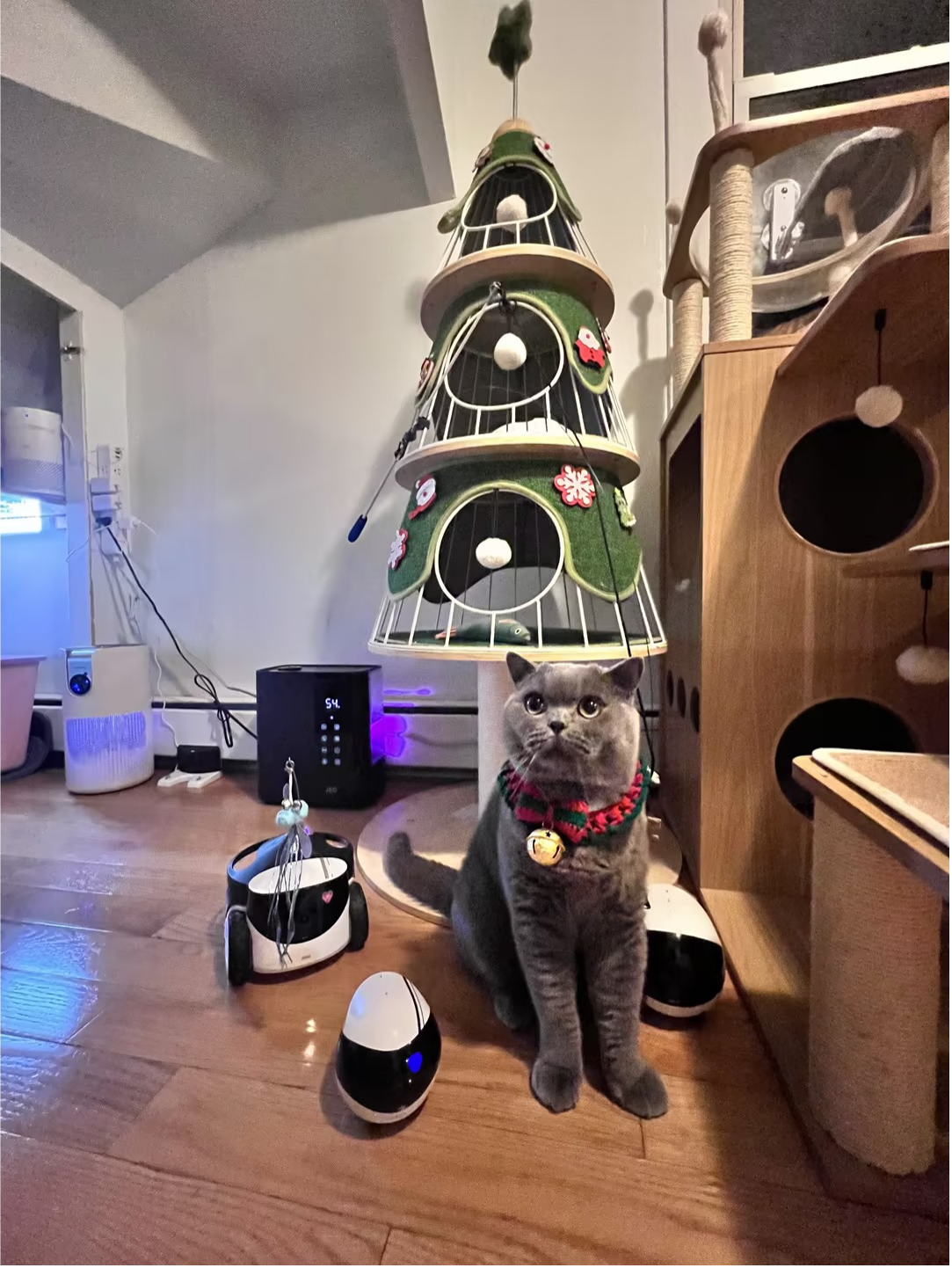 How to make Halloween memorable for your pets?