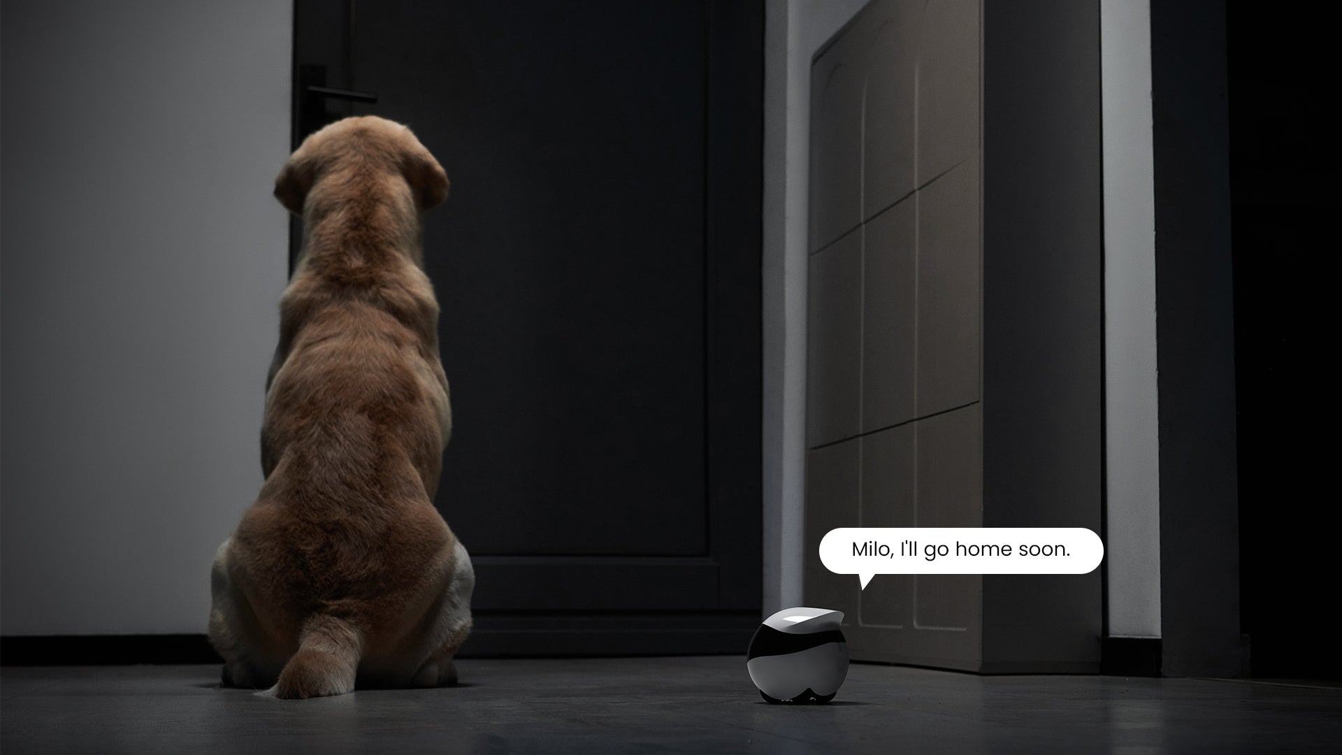EBO Air 2  companion robot: Chat and Play With Your Pet, So They're Never Alone