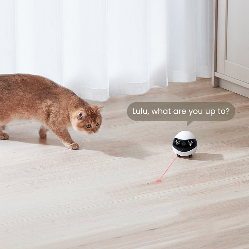 EBO Air 2 companion robot works as a pet playmate