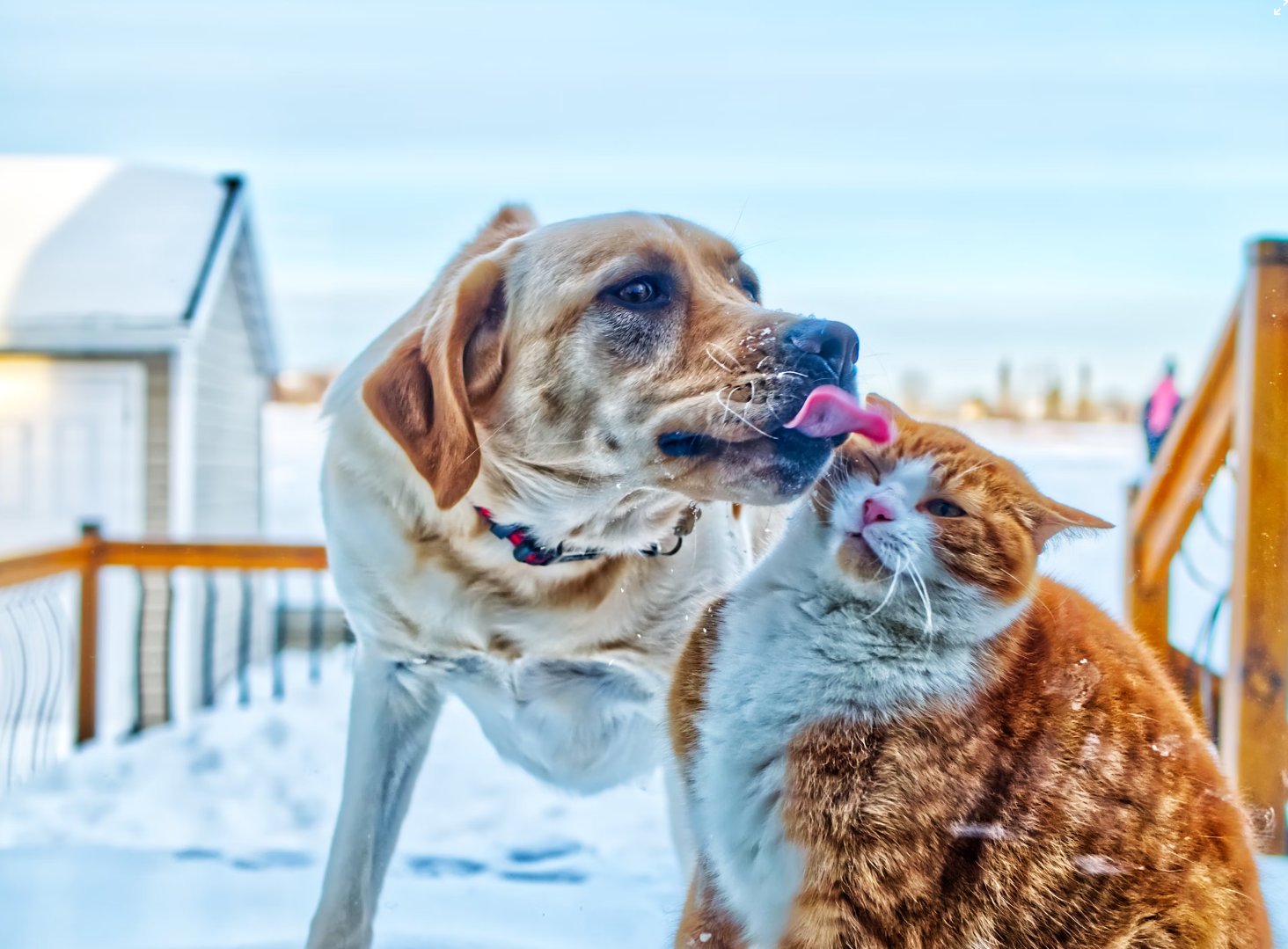 Can Dogs Eat Cat Treats?