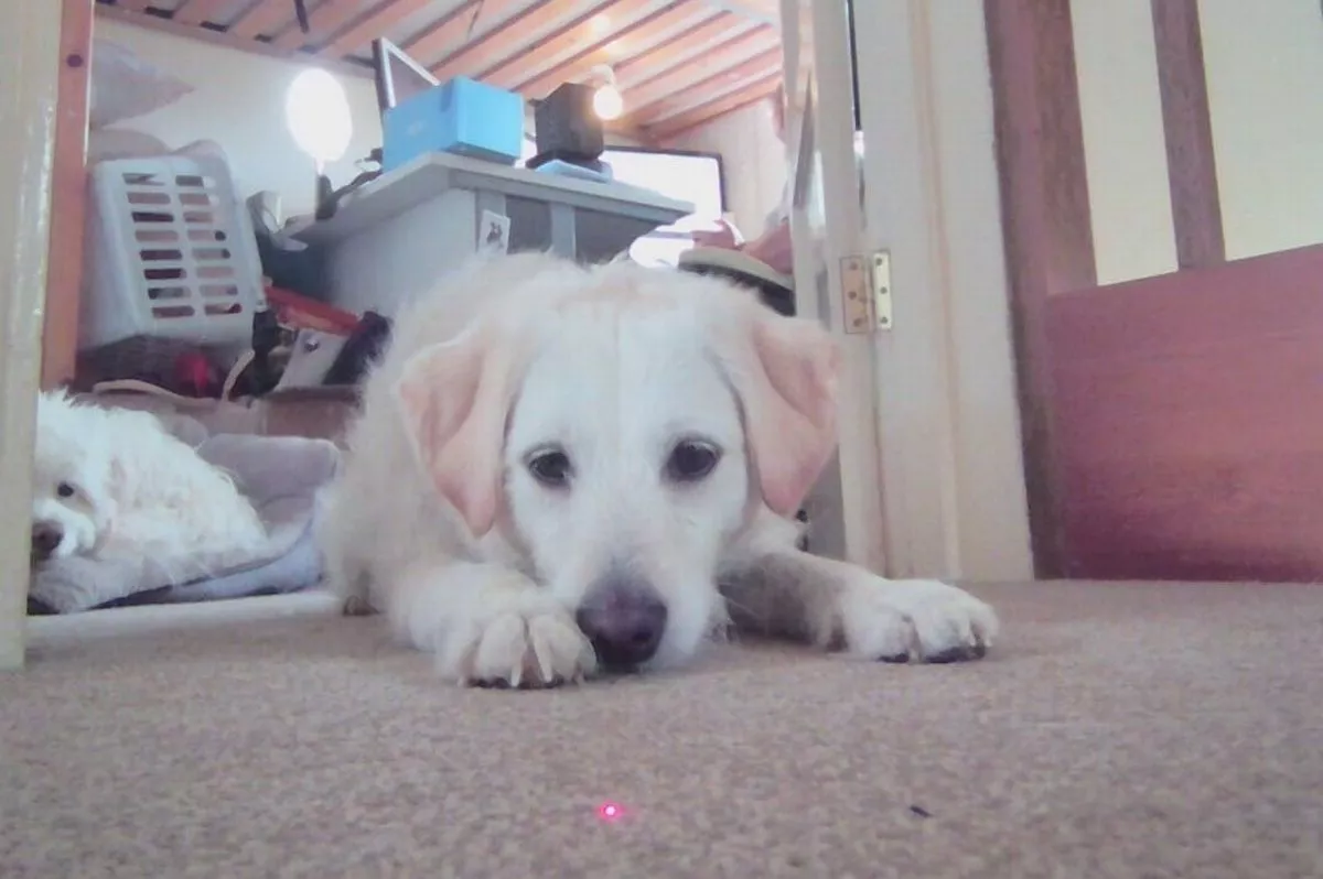 Enabot EBO Air plays with pets