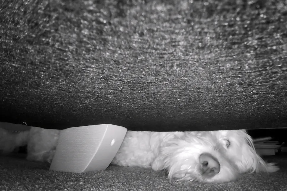 Digital Camera World: Enabot EBO Air is An adorable robot pet camera