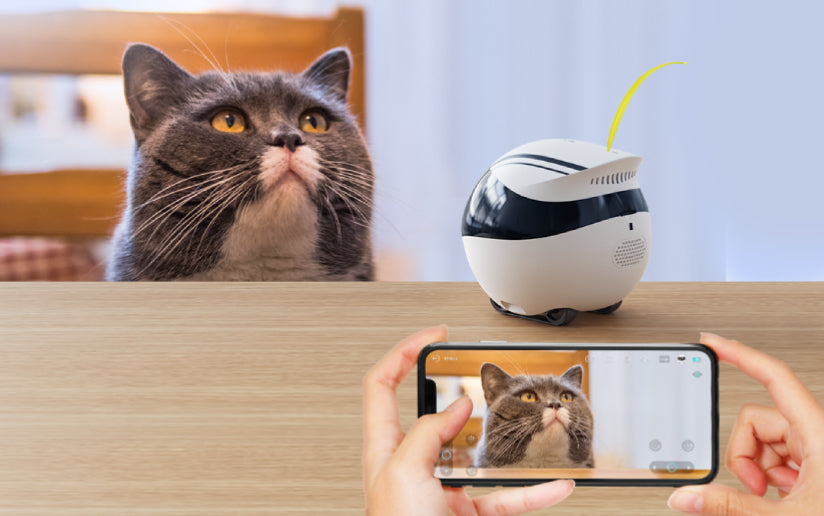 EBO SE vs. EBO Air: Which Movable Robot Camera is Right for You?